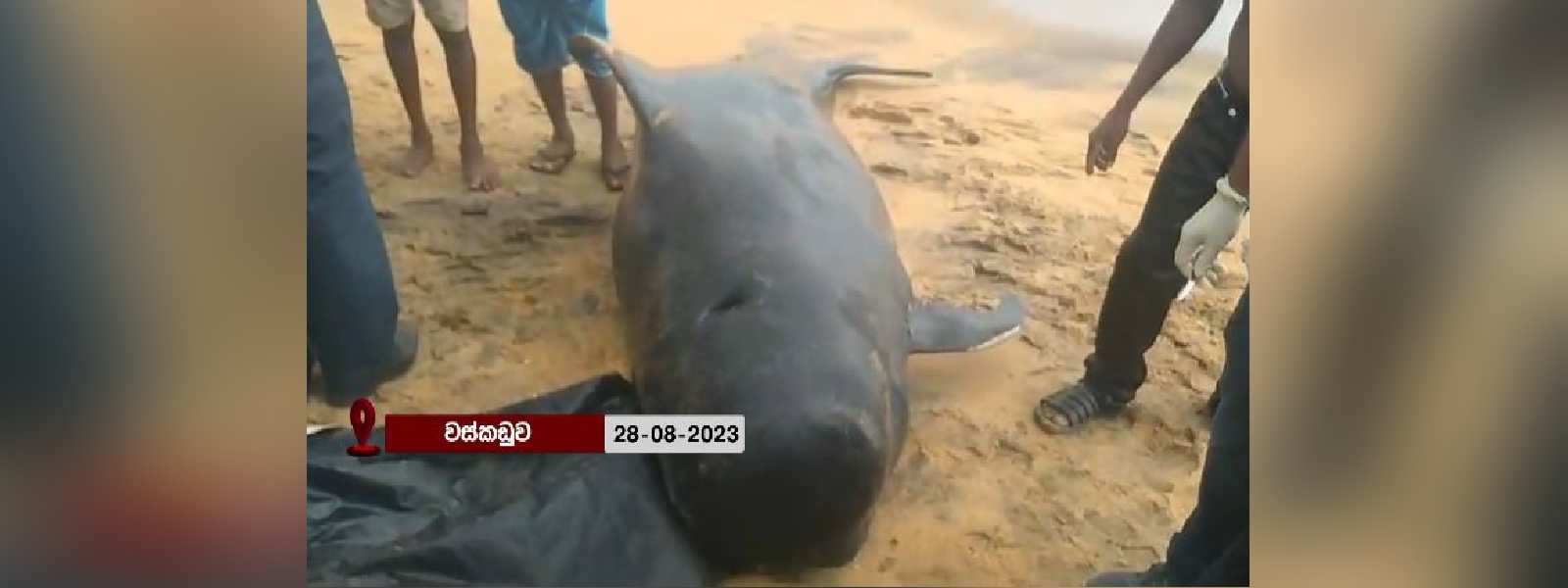 තල්මසෙකුගේ සිරුරක් වස්කඩුව වෙරළට ගොඩගසයි